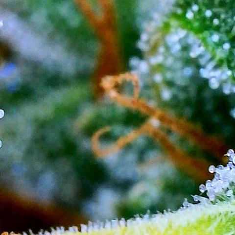 Girl Scout Cookies Extreme Auto growlog timeline photo