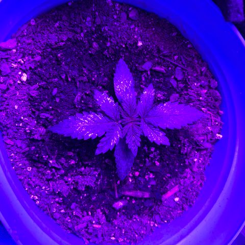 Black Domina (green container) growlog timeline photo