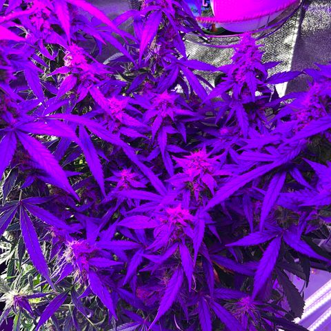 Girl Scout Cookies Extreme Auto growlog timeline photo