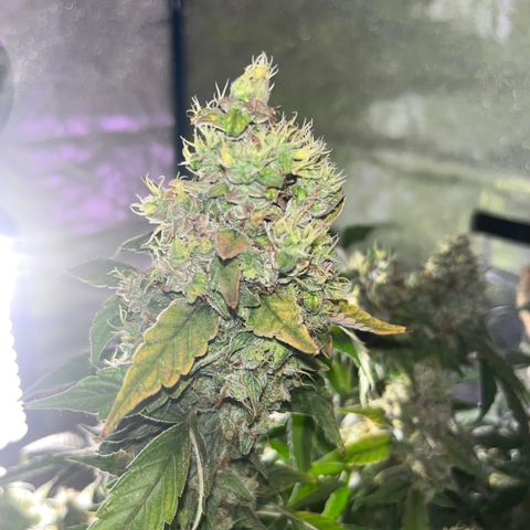 Girl Scout Cookies Extreme Auto growlog timeline photo