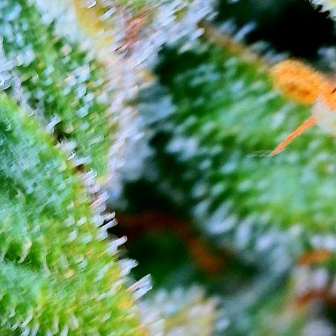 Girl Scout Cookies Extreme Auto growlog timeline photo