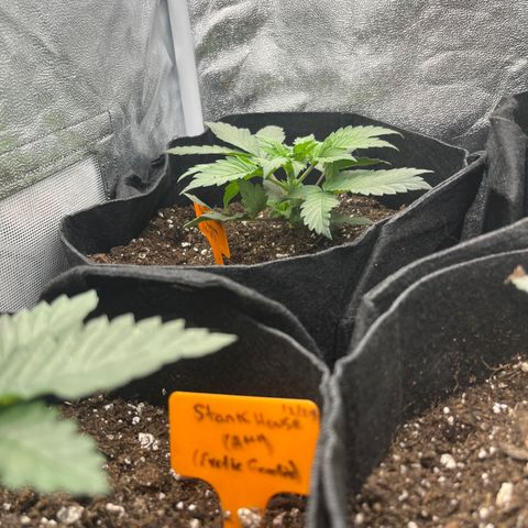 Black Domina (green container) growlog timeline photo