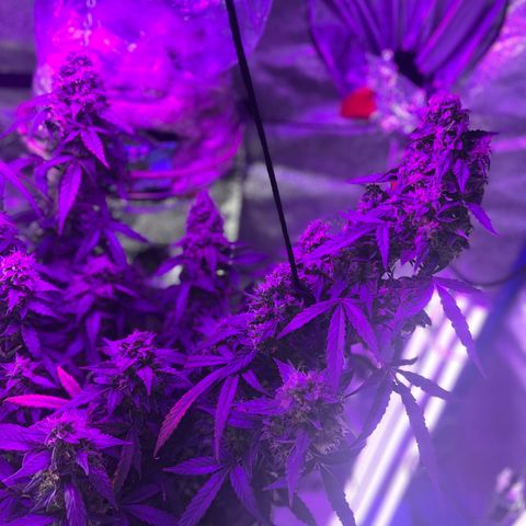 Girl Scout Cookies Extreme Auto growlog timeline photo