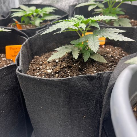 Black Domina (green container) growlog timeline photo
