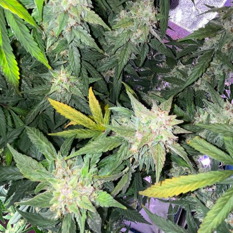 Girl Scout Cookies Extreme Auto growlog timeline photo