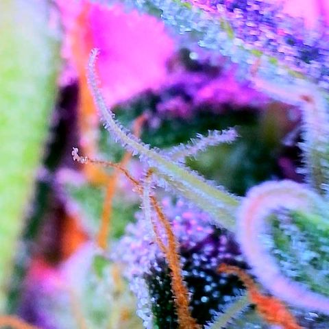 Girl Scout Cookies Extreme Auto growlog timeline photo