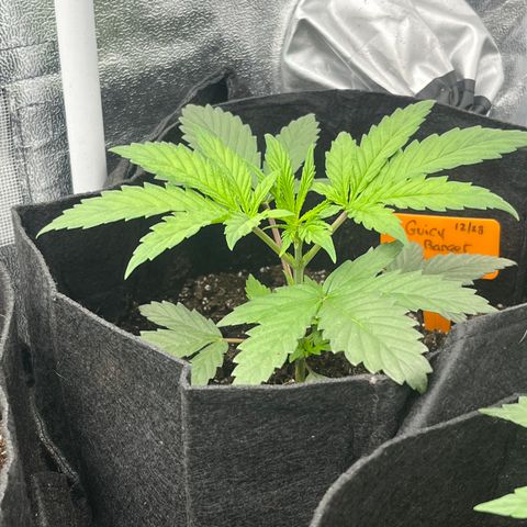 Black Domina (green container) growlog timeline photo