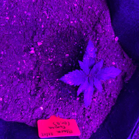Black Domina (green container) growlog timeline photo