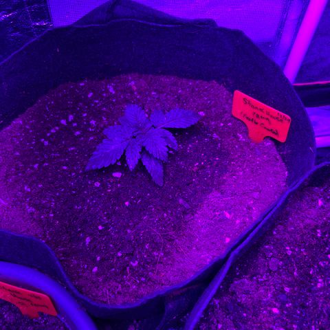 Black Domina (green container) growlog timeline photo