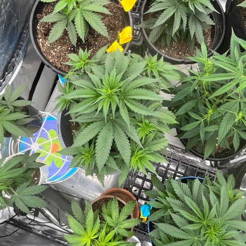  Purple Kush  growlog timeline photo