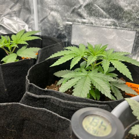 Black Domina (green container) growlog timeline photo
