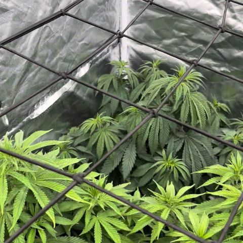  Purple Kush  growlog timeline photo