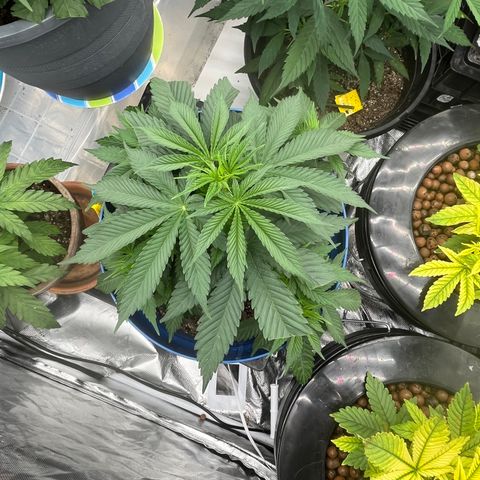  Purple Kush  growlog timeline photo