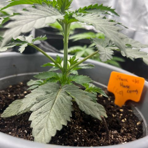 Black Domina (green container) growlog timeline photo