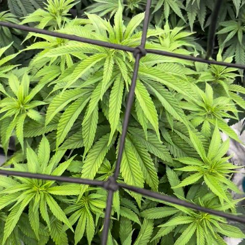 Purple Kush  growlog timeline photo