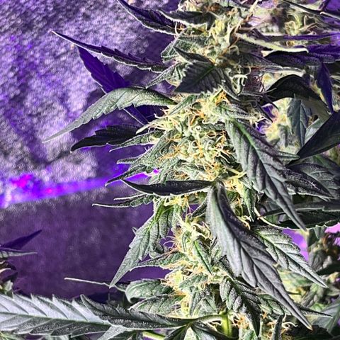 Girl Scout Cookies Extreme Auto growlog timeline photo