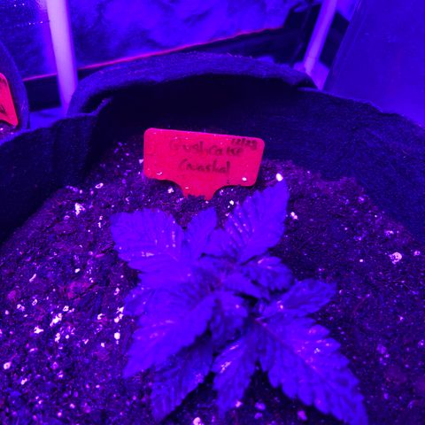 Black Domina (green container) growlog photo: Unlabeled = guava gelato auto