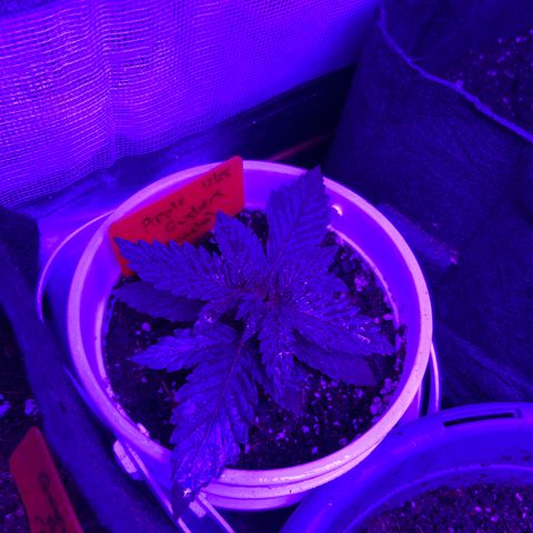 Black Domina (green container) growlog photo: Unlabeled = guava gelato auto