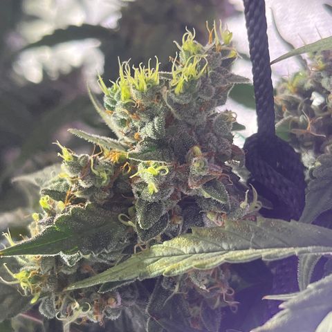 Girl Scout Cookies Extreme Auto growlog timeline photo