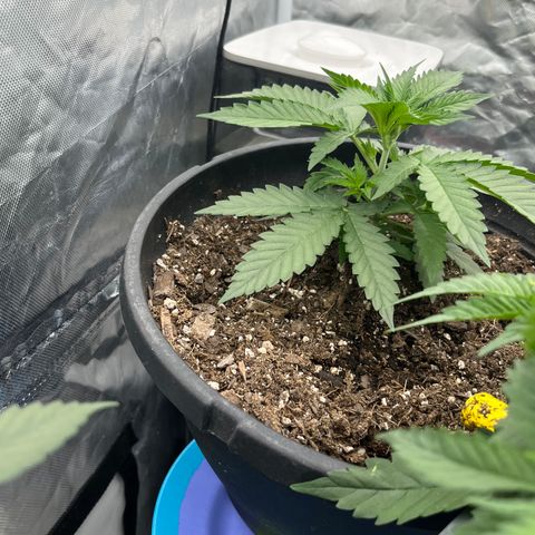  Purple Kush  growlog timeline photo
