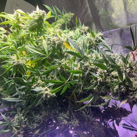Girl Scout Cookies Extreme Auto growlog timeline photo