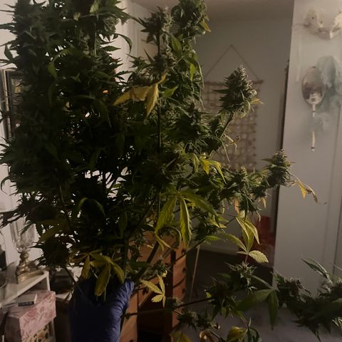 Girl Scout Cookies Extreme Auto growlog timeline photo