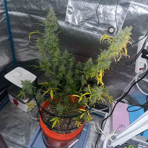 Girl Scout Cookies Extreme Auto growlog timeline photo