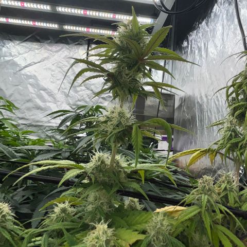  Purple Kush  growlog timeline photo