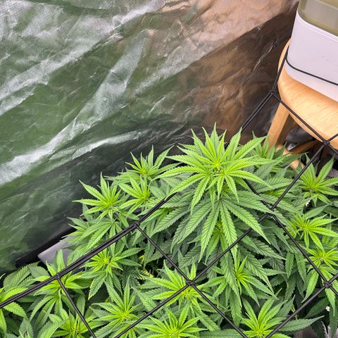  Purple Kush  growlog timeline photo