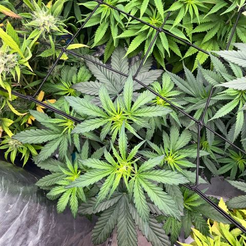  Purple Kush  growlog timeline photo