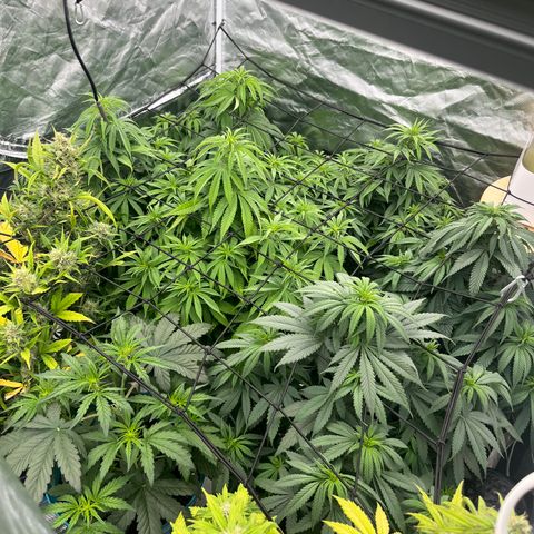  Purple Kush  growlog timeline photo