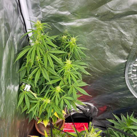  Purple Kush  growlog timeline photo