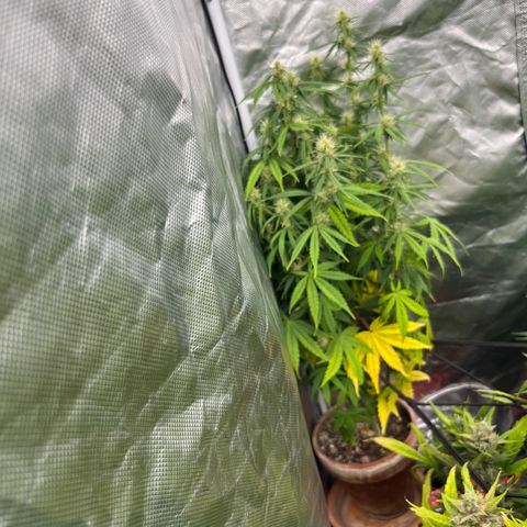  Purple Kush  growlog timeline photo