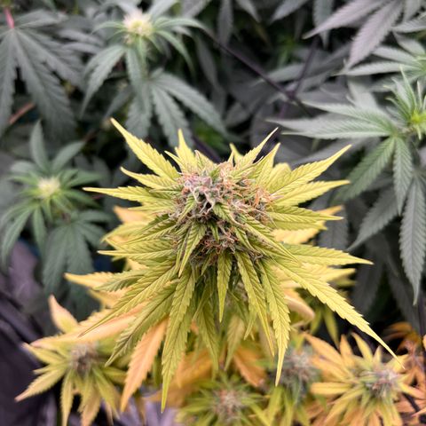  Purple Kush  growlog timeline photo