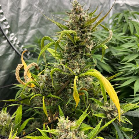  Purple Kush  growlog timeline photo