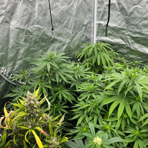  Purple Kush  growlog timeline photo