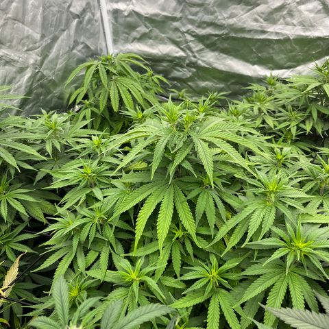  Purple Kush  growlog timeline photo