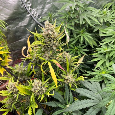  Purple Kush  growlog timeline photo