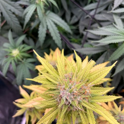  Purple Kush  growlog timeline photo