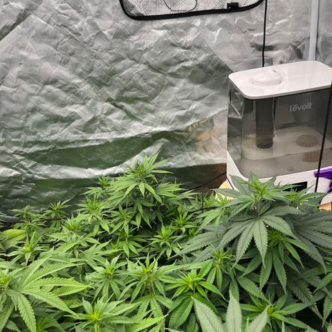  Purple Kush  growlog timeline photo
