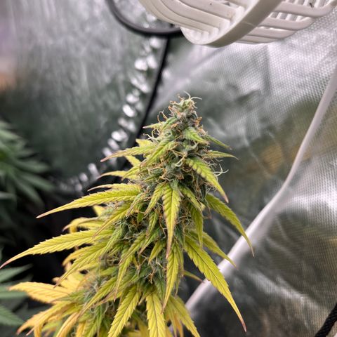  Purple Kush  growlog timeline photo