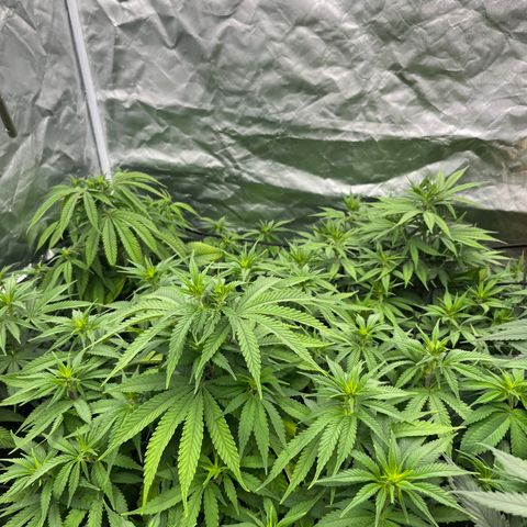  Purple Kush  growlog timeline photo