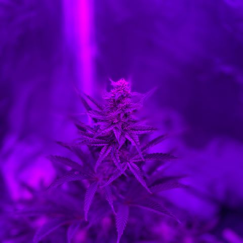 Black Domina (green container) growlog timeline photo