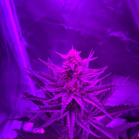Black Domina (green container) growlog timeline photo