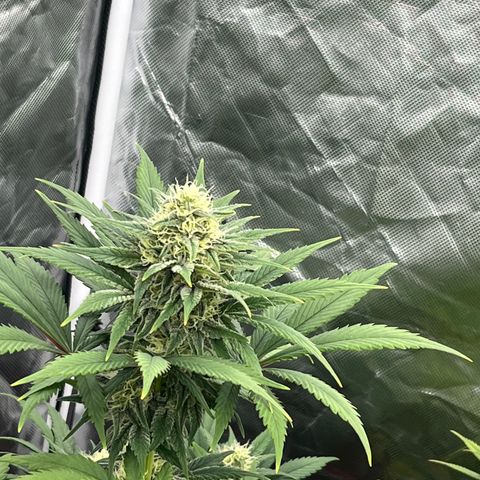 Black Domina (green container) growlog timeline photo
