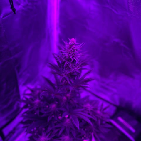 Black Domina (green container) growlog timeline photo