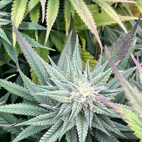  Purple Kush  growlog timeline photo