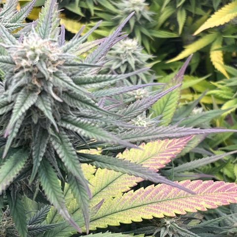  Purple Kush  growlog timeline photo