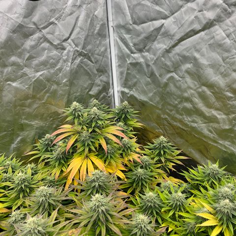  Purple Kush  growlog timeline photo