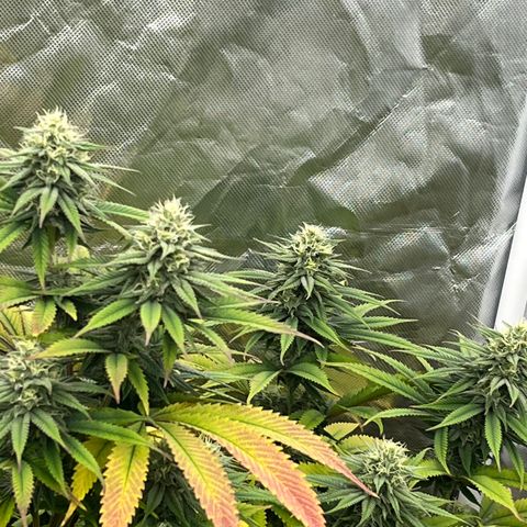  Purple Kush  growlog timeline photo